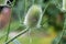 Dipsacus fullonum, wild teasel flower closeup selective focus