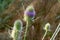 Dipsacus fullonum, wild teasel flowers macro selective focus
