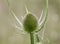 Dipsacus fullonum wild teasel stylized thistle that grows in moist areas with long pinched leaves in the calyx