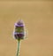 Dipsacus laciniatus, cutleaf teasel on summer