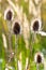 Dipsacus laciniatus / dry Teasel on the autumnal meadow in the