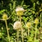 Dipsacus laciniatus flowers