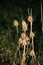 Dipsacus sativus at the Burn Bank