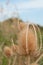 Dipsacus sativus wild dry