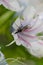 Diptera on a flower of Echium decaisnei.