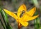 Diptera insect fly Episyrphus balteatus (marmalade hoverfly) sitting on a yellow crocus