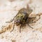 Diptera Meat Fly Insect On Rock