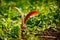 Dipterocarpus alatus Roxb Yang, Gurjan, Garjan seed fall down on the grasses