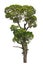 Dipterocarpus alatus, tropical tree.