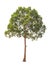 Dipterocarpus alatus, tropical tree isolated on wh