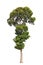 Dipterocarpus alatus, tropical tree in the northea