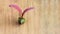 Dipterocarpus alatus, winged seed