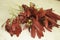 Dipterocarpus intricatus red flowers on old wood