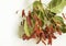 Dipterocarpus intricatus red flowers on a white background