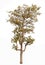 Dipterocarpus intricatus tree