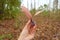 Dipterocarpus obtusifolius or Hairy Keruing Fruit in a hand.