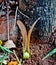 dipterocarpus tree seeds that have wings