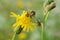 A dipterous insect Eristalis tenax of the family Syrphidae on a flowering plant