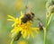 A dipterous insect Eristalis tenax of the family Syrphidae on a flowering plant