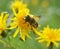 A dipterous insect Eristalis tenax of the family Syrphidae on a flowering plant