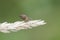 Dipterus fly different Minnettia species perched on twigs green grasses in wet meadow on defocused green background