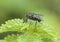 Dipterus fly different Minnettia species perched on twigs green grasses in wet meadow on defocused green background