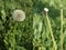 Diptych dandelion seed head full of seeds and empty