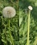 Diptych dandelion seed head full of seeds and empty