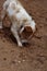 DIRDIRTY JACK RUSSELL DOG DIGGING A HOLE  IN DIRT