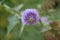 Direct focus onto the centre of a blooming lilac branch