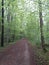 Direct forest road in the summer deciduous forest