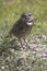 Direct gaze of Florida burrowing owl in Cape Coral