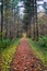 A direct path in the middle of the forest with colorful leaves