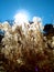 Direct sunlight behind bright illuminated ornamental grass