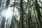 Direct sunlight through Pine trees in the forest in Alishan National Forest Recreation Area, Taiwan