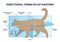 Directional terms in cat anatomy and quadrupeds division outline diagram