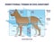 Directional terms in dog anatomy with animal sides division outline diagram