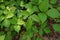 Directly Above Close up of a Patch of Poison Ivy Plants on a Sunny Day