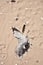 Directly Above Shot of Dead Partially Decomposed or Eaten Seagull on the Beach