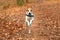 Directly running dog Jack Russell Terrier with collar in leafy forest in autumn