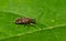 Dirt-colored seed bug (Ozophora picturata) on a green leaf.