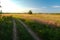 Dirt country road along the field with blooming fireweed