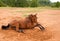 A dirt covered Arabian horse getting up