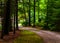 Dirt driveway to a house in a pine forest.