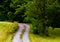 Dirt driveway and tree on a grassy hill