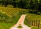 A dirt farm road in rural York County, Pennsylvania.