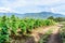 Dirt farm trail & bean crop, Guatemala, Central America