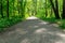 Dirt forest path on a summer day. natural landscape