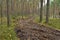 A dirt forest road in the middle of the forest among green trees and bushes.