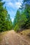 Dirt forest road Rhodope mountains Bulgaria